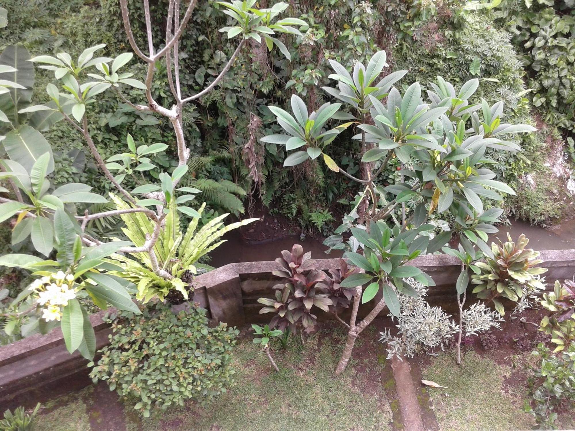Dewi Ayu Accomodation Ubud Zewnętrze zdjęcie