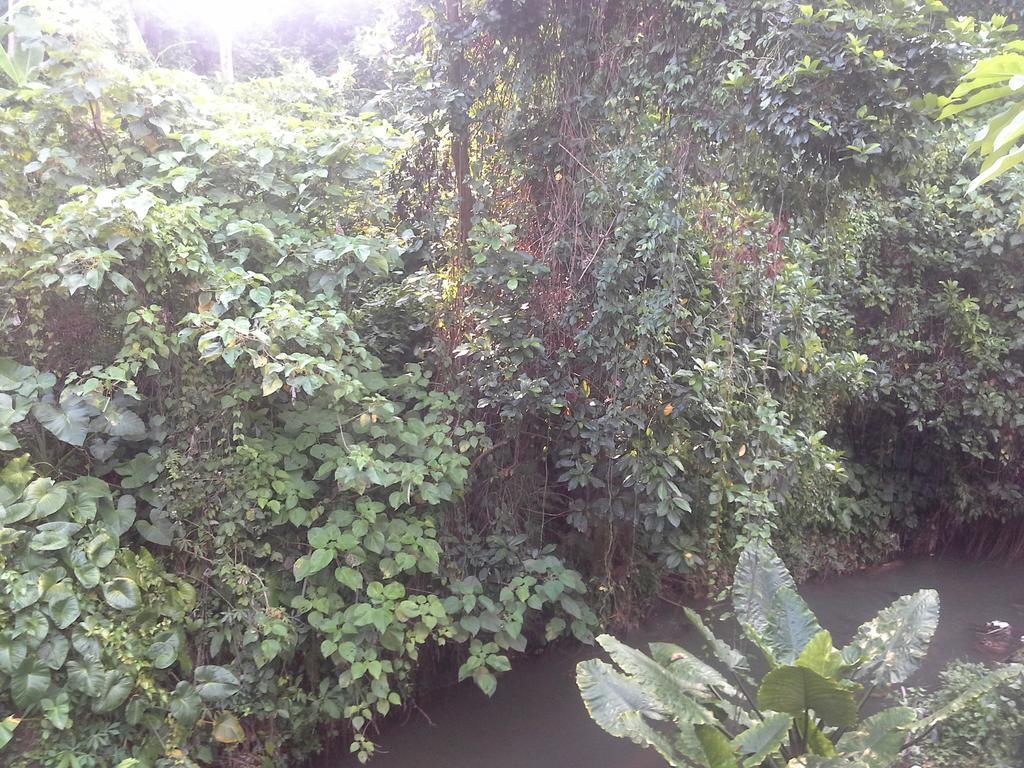 Dewi Ayu Accomodation Ubud Zewnętrze zdjęcie