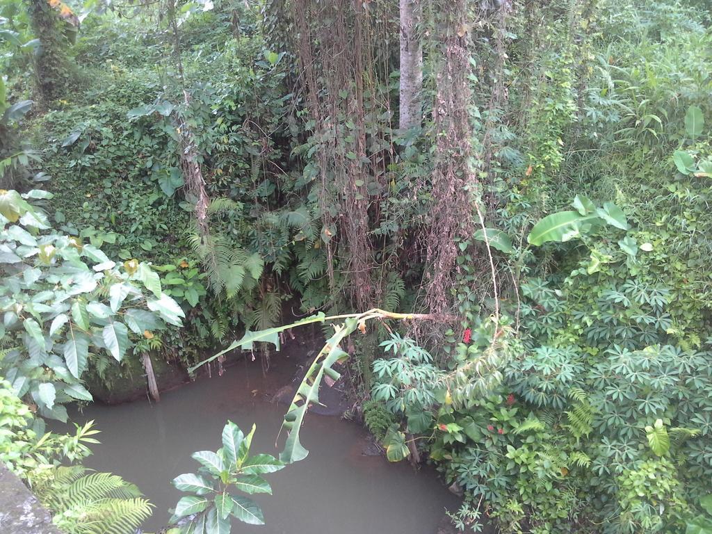 Dewi Ayu Accomodation Ubud Zewnętrze zdjęcie